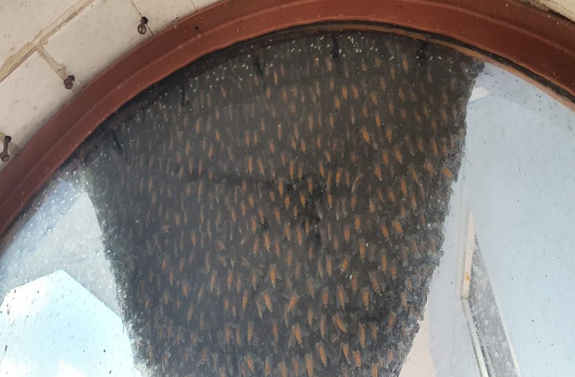 देखें  VDO : CBSE अंग्रेजी स्कूल में मधुमक्खियों ने लगाए छत्ते से परेशान थे छात्र-टीचिंग स्टाफ, रेस्क्यू कर ऐसे हटाया गया