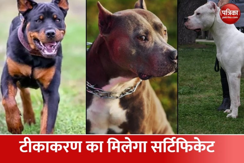 यूपी में पालतू कुत्तों का रजिस्ट्रेशन कराना बहुत जरूरी, जारी हुआ आदेश