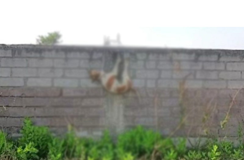 श्वान को दीवार पर लटकाने वाले शराबी का अब तक पता नहीं