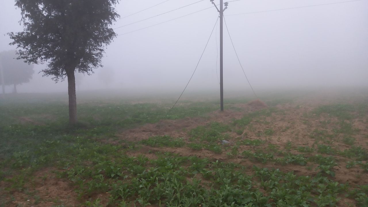 बीकानेर. : दोपहर बारह बजे बाद तक घना कोहरा छाया रहता