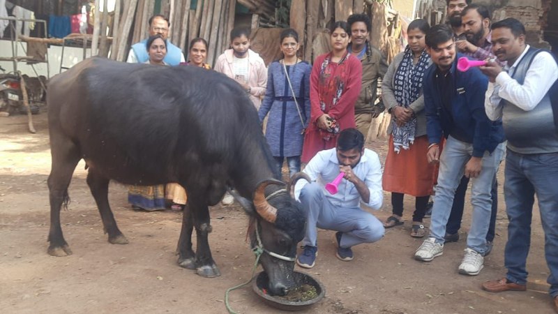 हड़तालियों का अनोखा प्रदर्शन: तले पकौड़े, भैंस के आगे बजाई बीन