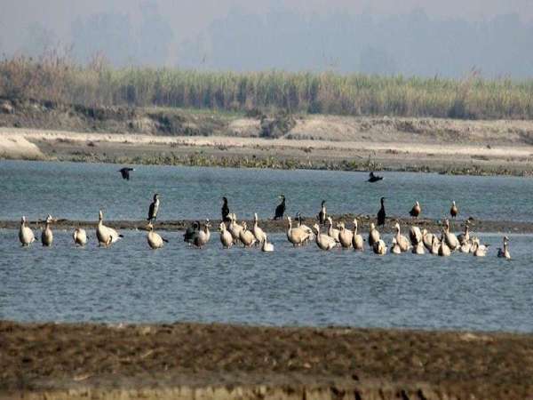 Haiderpur wetland photo