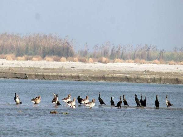 Haiderpur wetland photo