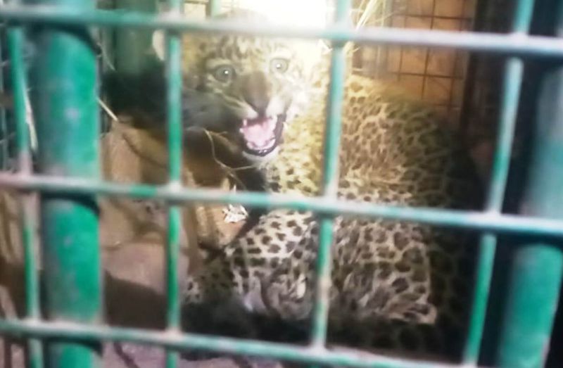 दो दिन के प्रयास के बाद पैंथर मां से मिलवाया चार माह की बेटी को