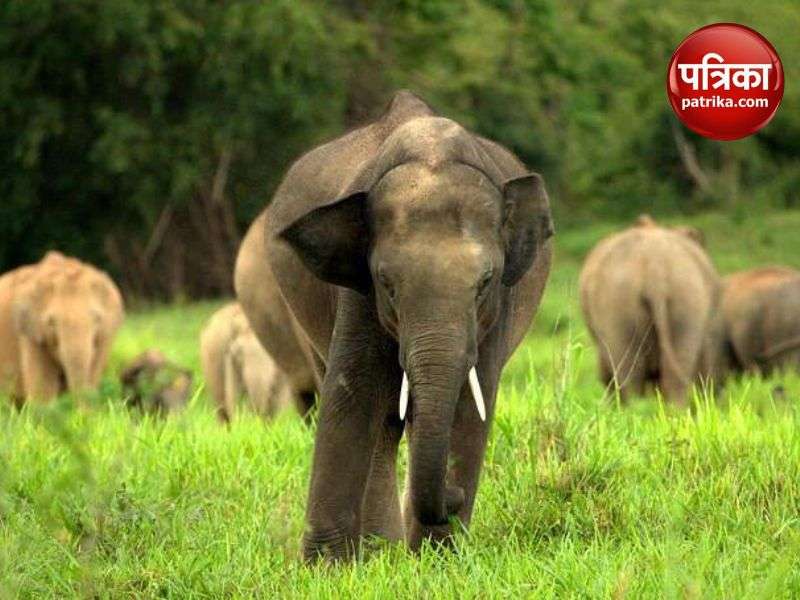 फोटो:योगी सरकार ने दी एलीफैंट रिजर्व को मंजूरी, तराई में अब दिखेंगे बाघ के संग
हाथी