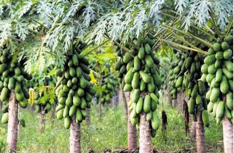 राजस्थान में बागवानी खेती को मिलेगा बढ़ावा, बगीचे लगाने पर मिलेगा 75% अनुदान