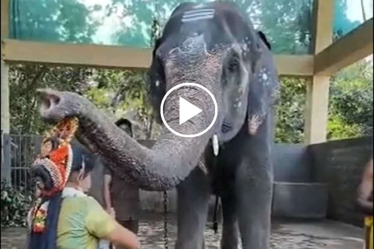 लड़की के डांस ने जीता हाथी का दिल, सूंड उठाकर दिया आशीर्वाद, वायरल हुई वीडियो