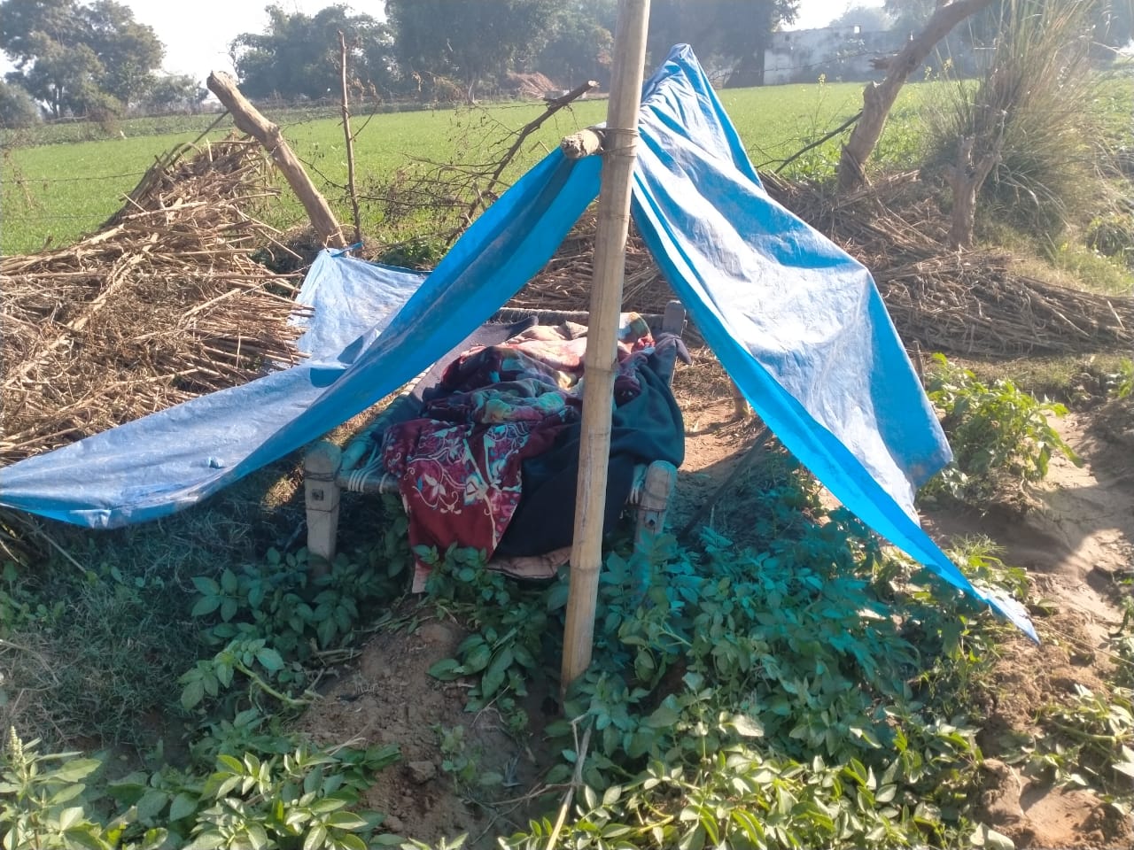 आवारा गौवंश कर रहे फसल चौपट