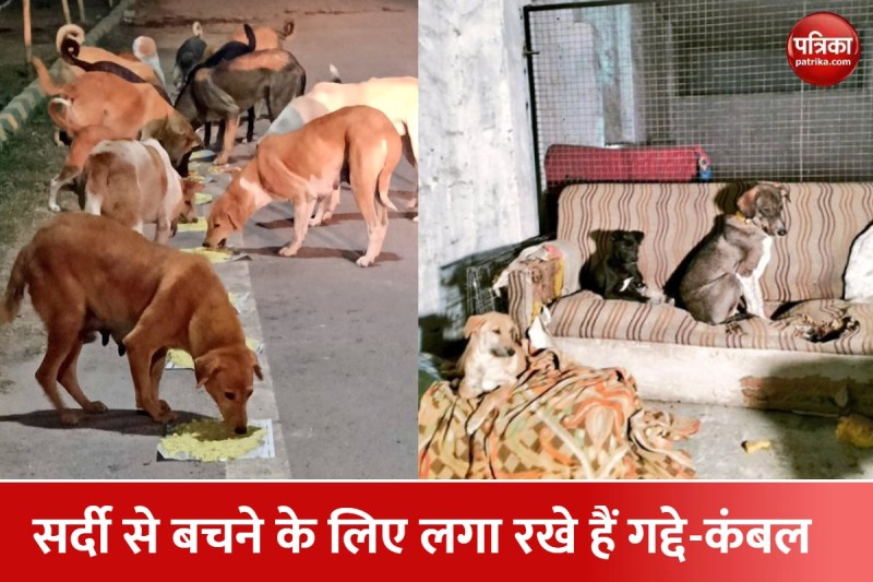 बेसहारा कुत्तों को खाना और गर्म कपड़े देते हैं विदित
