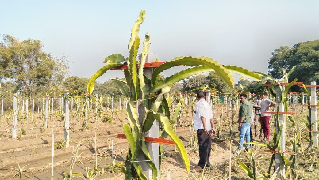 स्वदेशी तकनीक से लहलहा रहा ड्रैगन फ्रूट