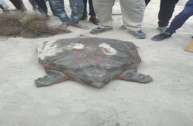 जांजगीर के बसंतपुर बैराज में मिला 60 किलो का कछुआ, देखने उमड़ी भीड़