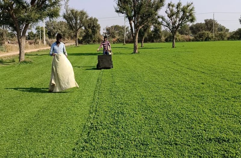 नागौरी पान मैथी की गुणवत्ता सुधार पर रिसर्च शुरू