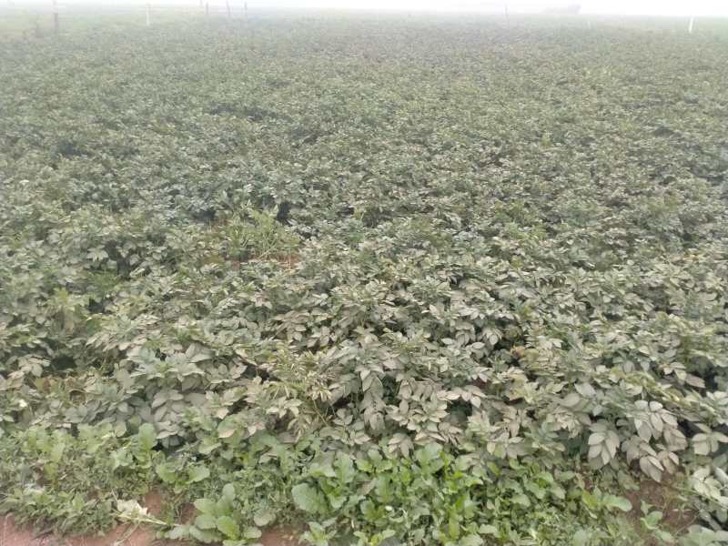 सर्दी से आलू की फसल में लगा झुलसा रोग