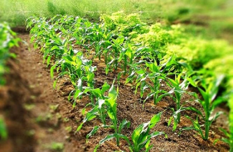 बागवानी से घटता है कैंसर समेत कई बीमारियों का खतरा