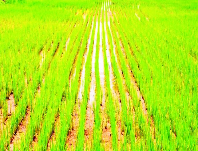 तीन साल में जिले के सिंचित क्षेत्र में सिर्फ 20 हेक्टेयर की वृद्धि