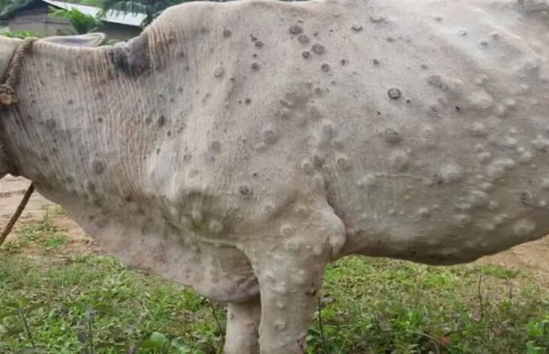 बस्तर में मवेशियों में दिखे ‘लम्पी’ वायरस के लक्षण, पामेला का सबसे बड़ा बाजार हुआ बंद, विभाग भी हुआ सतर्क