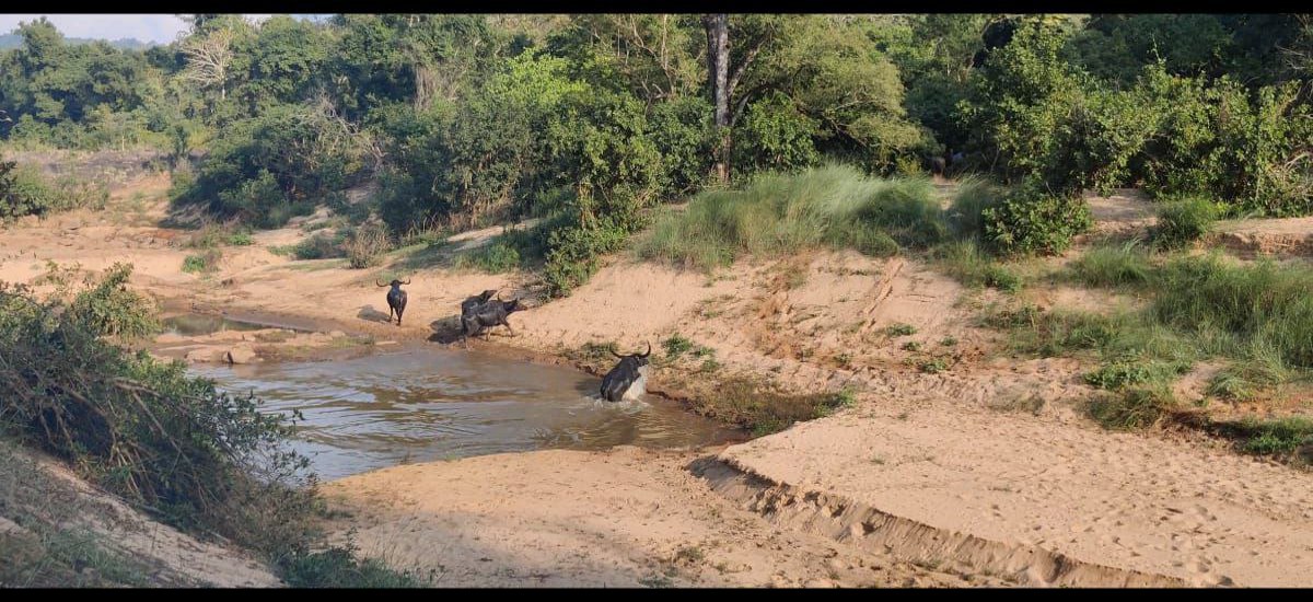 राजकीय पशु वन भैंसा के संरक्षण में नक्सली बने बाधक