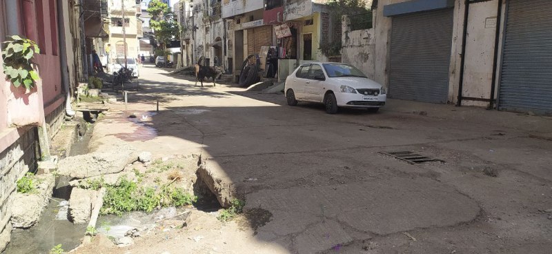Swans - population disturbed by cattle