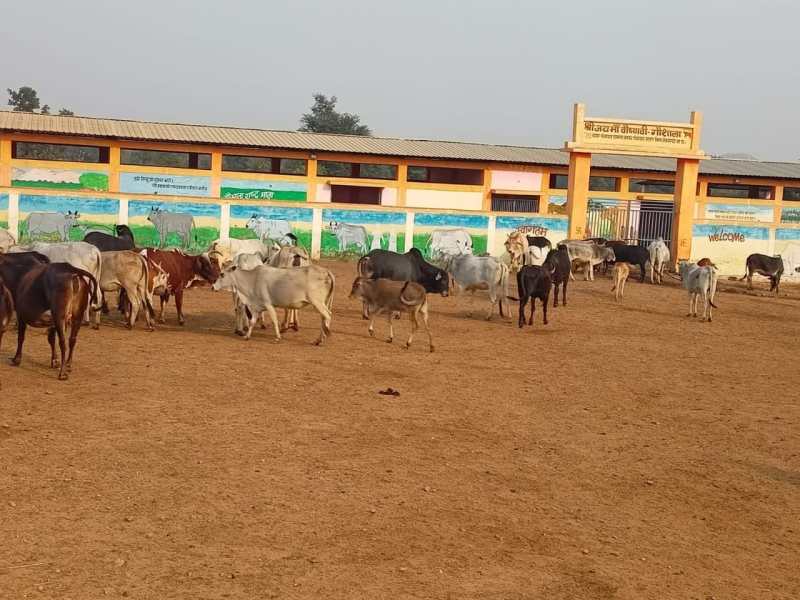 Cowsheds operated empty of cows, straw and fodder finished