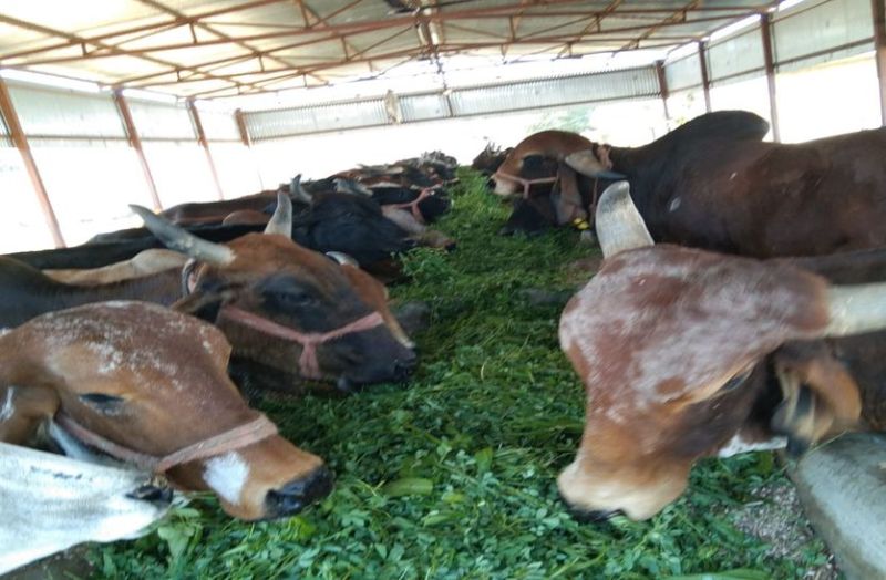 हाईटेक हो रही अब गोशालाएं, क्यू आर कोड से ले रहे दान