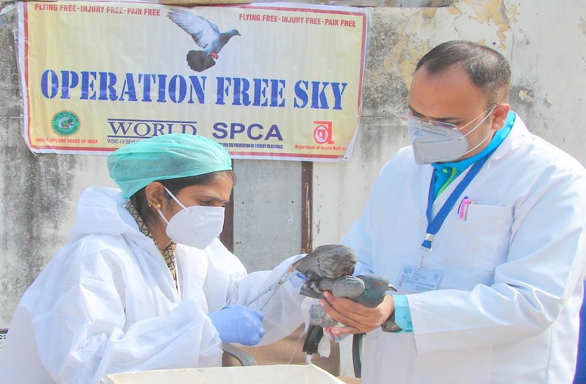 Operation Free Sky- बनाए गए बर्ड रेस्क्यू सेंटर, जिससे बच सके परिंदों की जान