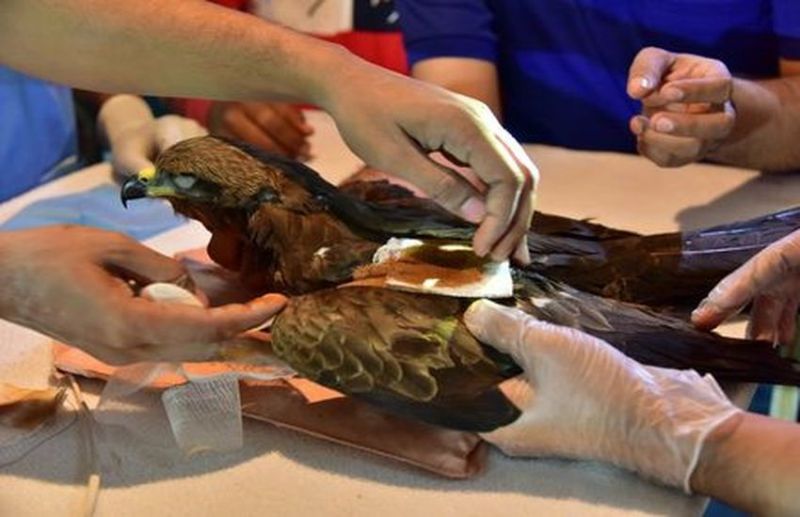 Surat/ मांझे से घायल पक्षियों के लिए 20 जनवरी तक करूणा अभियान