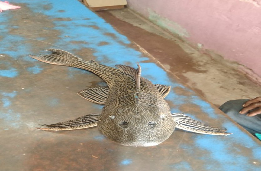 Devil fish...  गरियाबंद जिले की पैरी नदी में मछुआरे को मिली डेविल फिश, expert ने बताया - क्यों है ख्तरनाक, देखें VIDEO