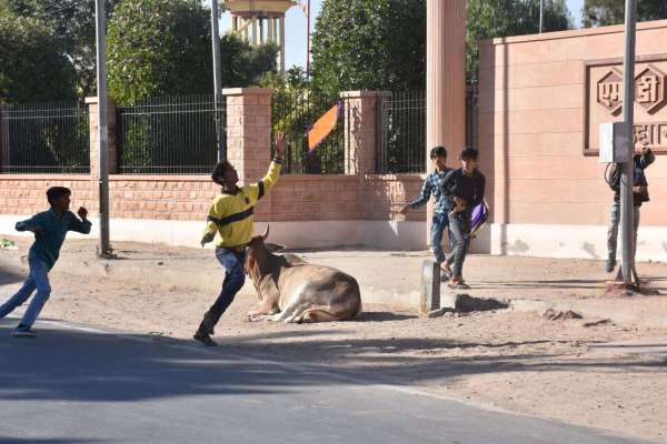 पतंगोत्सव पर जमकर गूंजा वो काटा..., वो मारा...