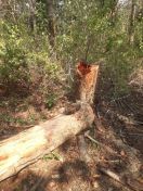 कीमती लकड़ी के लिए पेड़ों की अवैध कटाई