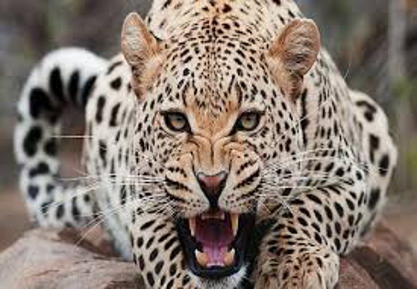 Leopard killed young man