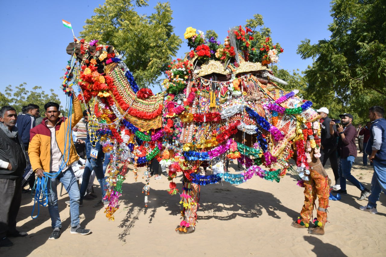 ऊंटों का शाही अंदाज, सज-धज कर पहुंचे उत्सव में