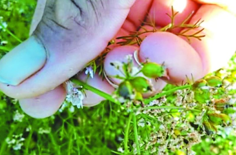 दो दिन और तापमान गिरा तो धनिया में सर्वाधिक नुकसान की आशंका