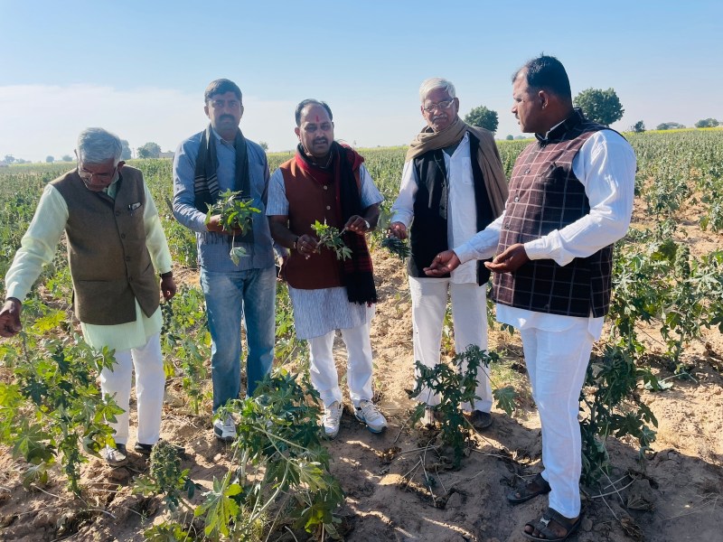 पाला पडऩे से फसलों में नुकसान, किसान चिंतित