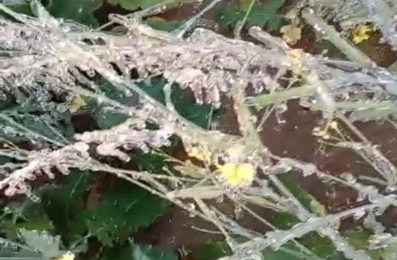 Wheather Report- - चूरू @ -2.5 डिग्री: फसलों पर पाले की मार, किसान हुआ लाचार