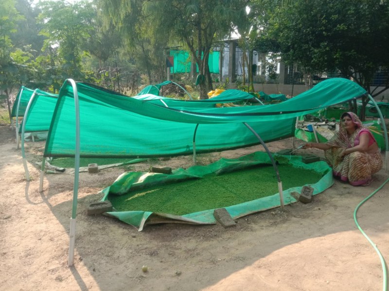 पशुओं के लिए वरदान साबित हो रही है अजोला घास, पौष्टिकता से है भरपूर