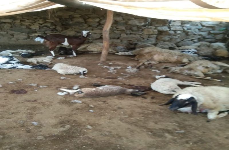 मवेशियों पर टूटा जंगली जानवर का कहर...58 भेड़ बकरिंयों की मौत...पशुपालक सदमे में