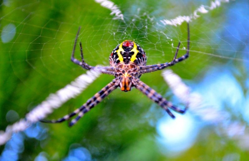 सिग्नेचर स्पाइडर फ़ाइल फोटो