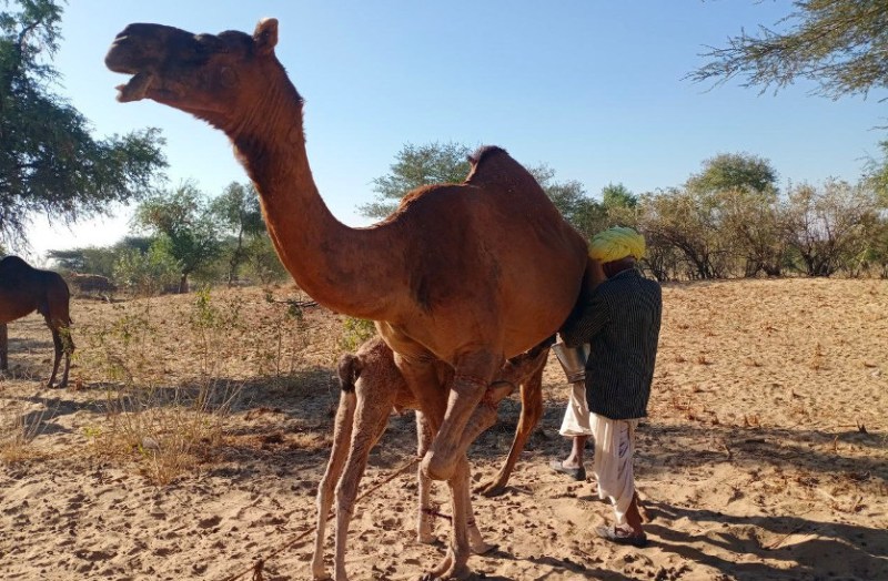 Camel milk medicine for many diseases
