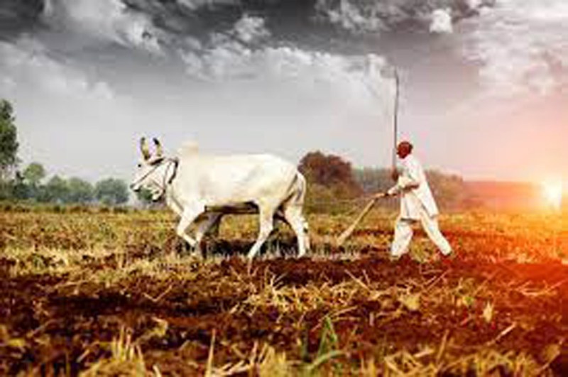 जंगली सूअर