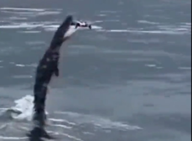 crocodile_hunts_down_drone.jpg