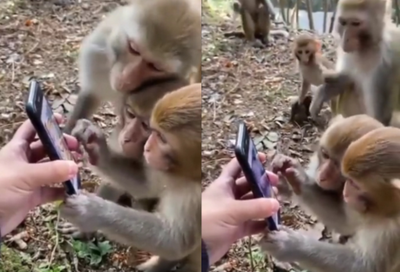 monkeys_use_smartphone.jpg