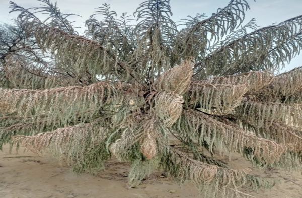 Patrika Photo Gallery- Due to fog, the procession had to be stopped, a