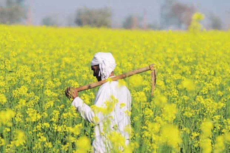 Rajasthan budget 2023 : सरसों से मंडी शुल्क एवं मंडी सैस समाप्त करने की मांग