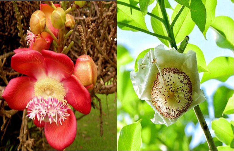 देश के कोने- कोने से लाकर इस शख्स ने घर में लगाए नागमणि, कल्पवृक्ष, भीमफल का वृक्ष