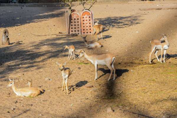 cold weather in jaipur