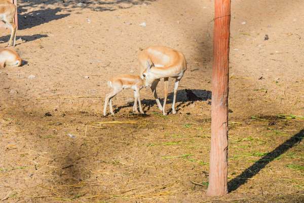 cold weather in jaipur