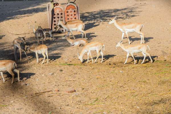 cold weather in jaipur