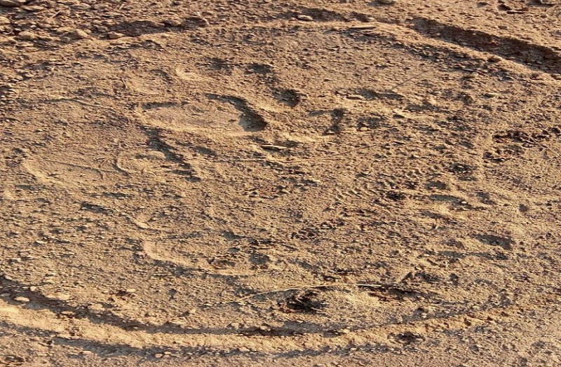 घना में पैंथर की दस्तक, पर्यटकों के लिए नहीं है खतरा