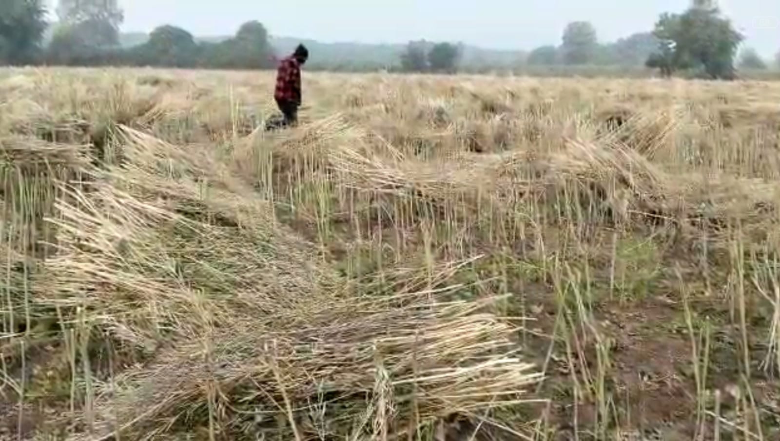 Gujarat: गुजरात के कई हिस्सों में मावठ, किसानों में चिंता