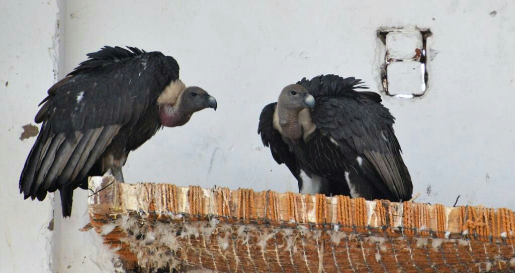 vulture breeding in mp